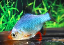 PUNTIGRUS TETRAZONA COBALT M