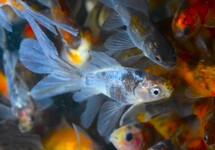 POISSON ROUGE BRISTOL SHUBUNKIN