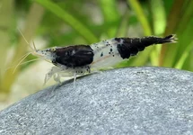 NEOCARIDINA DAVIDI BLACK RILI M