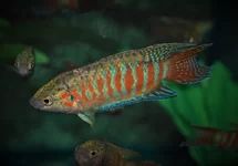 MACROPODUS OPERCULARIS M