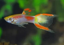 POEC. WINGEI YELLOW LASER TAIL (M/F) M