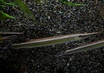 STRIPED PIKE-CHARACIN