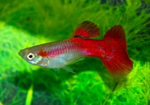 GUPPY ROT MOSAIC (MANN)