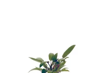 Cryptocoryne beckettii in pot (p5)