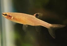 SPATZALM