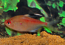 ROODRUG BLOEDVLEKTETRA