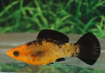POECILIA LATIPINNA RED LEOPARD M