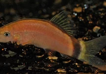 YASUHIKOTAKIA MORLETI M