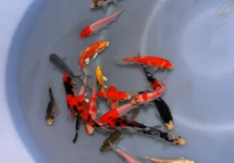 KOI  EXTRA COLOR EUROPE