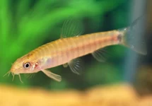 YUNNANILUS CRUCIATUS