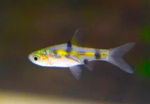PETHIA GELIUS