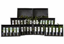 ASS. 4: 5x10 (50) Cryptocoryne - AS