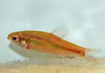 NEOLEBIAS ANSORGII M