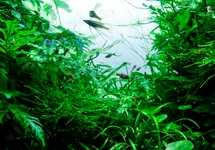 Aquaflora poster 'Go Green!' A1 size - PR