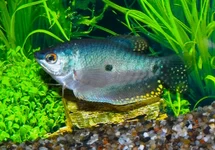 BLAUWE SPAT