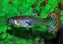GUPPY SNAKESKIN MIX FEMALE