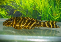 L340 MEGA CLOWN PLECO
