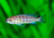 MALAWI BUNTBARSCH FLAVUS
