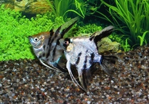 ANGELFISH KOI DIAMOND