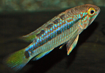 DWERGCICHLIDE ORTEGAI