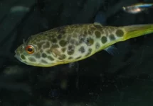 TETRAODON SCHOUTEDENI L
