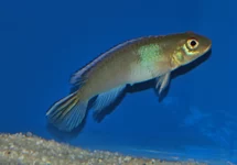 NANOCHROMIS PARILUS M