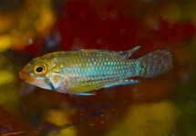 APISTOGRAMMA NORBERTI L