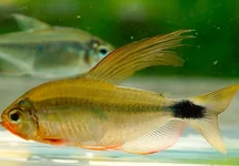 HYPHESSOBRYCON PROCYON S/M