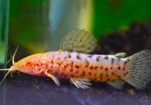 Autres Silures Cuirassés