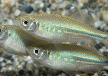 DANIO MALABAR