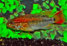 APISTOGRAMMA MACM. RED MASK ONLY MALE L