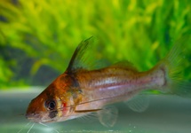 ANTENNEMEERVAL IMITATOR