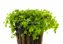 Micranthemum species 'Monte Carlo' - PE