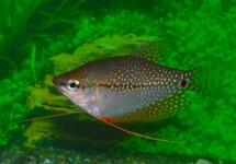 MOSAIKFADENFISCH