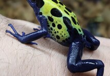 GREEN POISON FROG