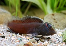 COMBTOOTH BLENNY HEYLIGERI