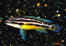 JULIDOCHROMIS ORNATUS M/L