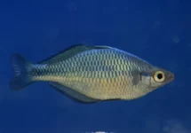 MELANOTAENIA LACUSTRIS