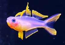 VORKSTAART REGENBOOGVIS