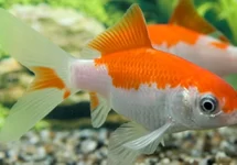 Poissons de bassin