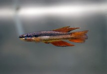 KILLIVIS BIVITTATUM