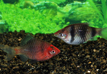 PETHIA NIGROFASCIATA M/L