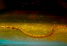BARHEAD PIPEFISH