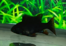 MIKROGEOPHAGUS RAMIREZI BLACK M