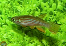 APHYOSEMION STRIATUM M