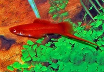 ZWAARDDRAGER ROOD