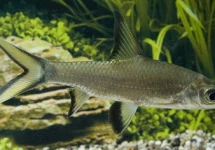TRICOLOR SHARK