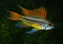 GEKUIFDE DWERGCICHLIDE ORANJE