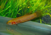BETTA HENDRA
