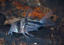 PANTSERMEERVAL LOXOZONUS